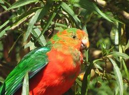 parrot on a green tree in australia