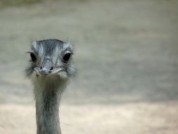Emu Bird