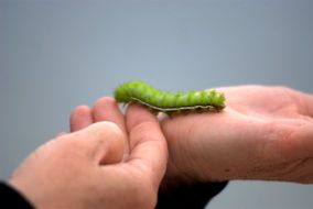 green caterpillar on hand close up