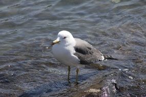 white seagull on a stone in the water