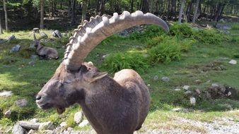 animal with huge dangerous horns