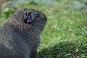 Cute Guinea Pig in nature