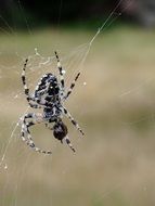 closeup photo of spider in a web