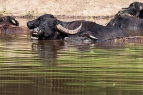 black buffalo in the water