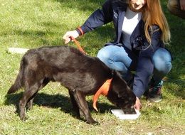 brown dog eating