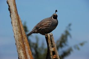 the quail bird sits on the crest