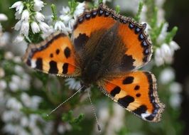 multi-colored butterfly on a lily of the valley