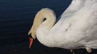 swan close up in the dark time of day