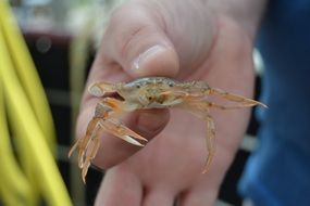 little sea crab in man's hand