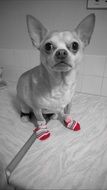 cute chihuahua sitting on white floor