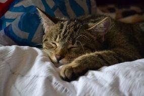 the kitten is sleeping on a white bed