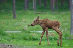 fawn walks on green grass