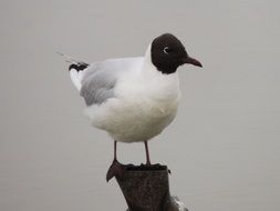 perched bonaparte's gull