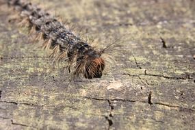furry caterpillar on a tree