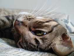 lazy domestic cat with green eyes
