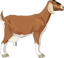 Brown female goat