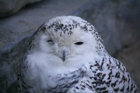 white owl close-up on a blurred background
