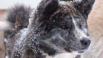 cute domestic dog covered by snow