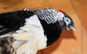 diamond pheasant close up