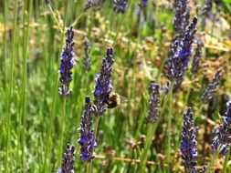 insect on a lavender field