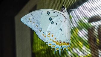 white butterfly on the grid