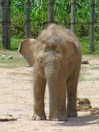 elephant with trunk in the wild