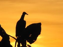 sitting bird on a tree branch at th sunset