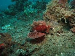 underwater ocean world in the tropics