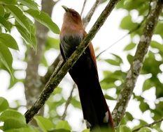 the bird of paradise sits high on a branch