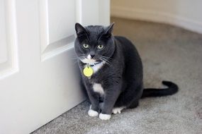 gray cat in the doorway