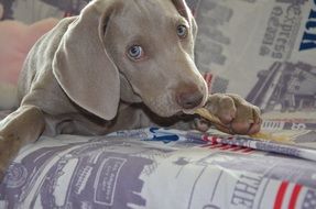 Weimaraner puppy is lying on the bed