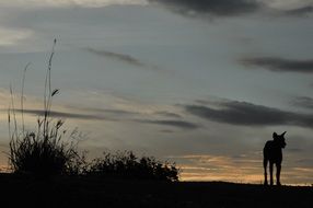 silhouette of a dog in the evening