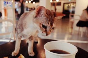 cute domestic cat and cup of coffee