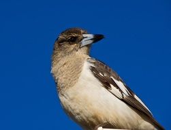 Picture of Pied Butcherbird