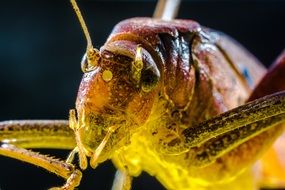 Grasshopper close on a black background