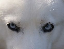 white husky dog with blue eyes