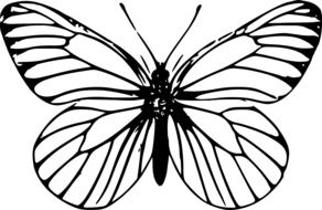 black and white drawing of a butterfly on a white background