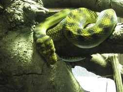 green exotic snake in the terrarium