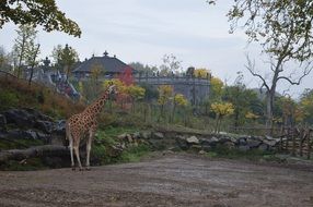 Zoo Giraffe