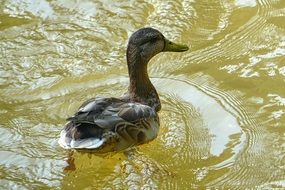 duck swims in a pond with green water