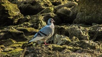 pigeon in wildlife
