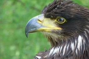 Portrait of golden eagle