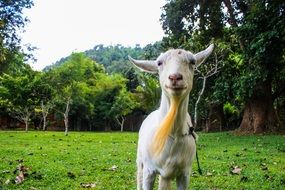 bearded domestic goat on a green meadow