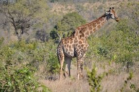 Wild giraffe in the savannah