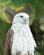 Brahminy Kite, head portrait