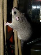 Edible Dormouse, Glis Glis climbing up