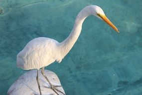 bird at the zoo