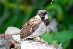 delightful Bird Wildlife