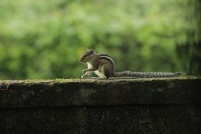 Squirrel little fluffy