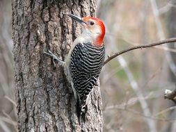 red bellied woodpecker on a tree trunk
